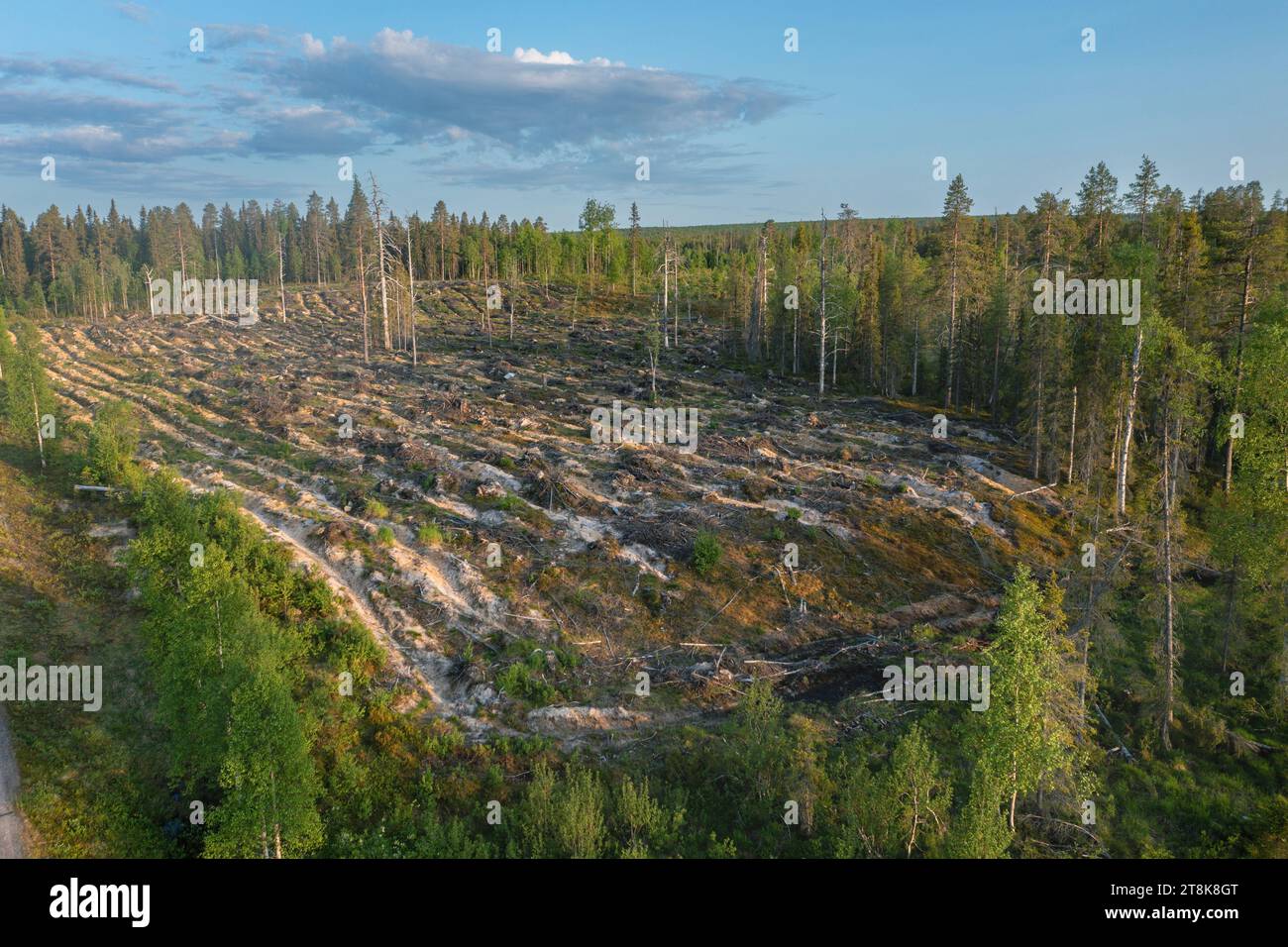 Gereinigte Waldfläche in vollem Pflügen, Luftsicht, Finnland, Kuusamo, Salmela Stockfoto