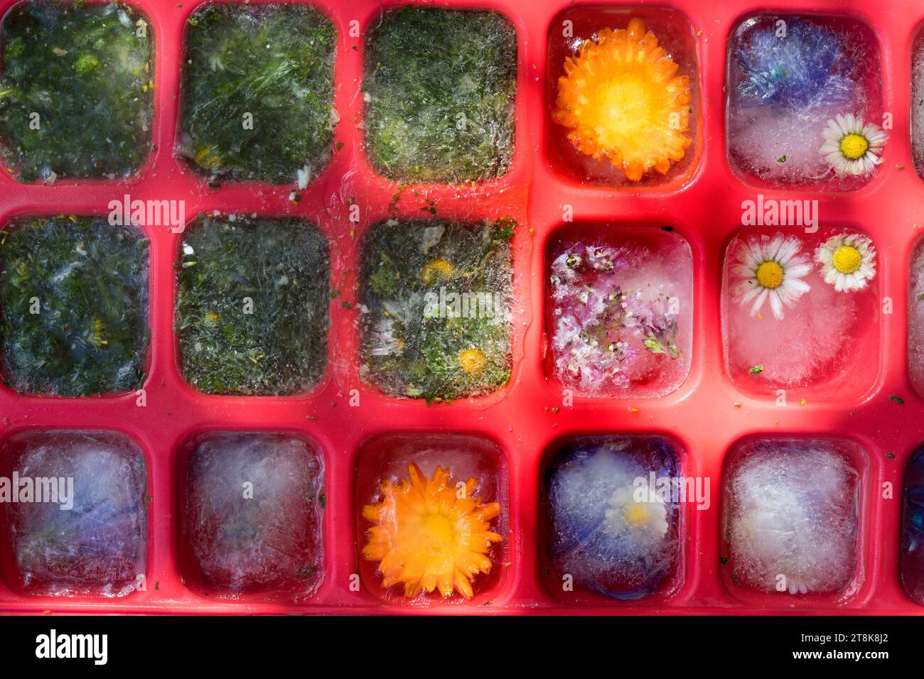 selbstgemachte Eiswürfel aus Frühlingskräutern und Blumen Stockfoto