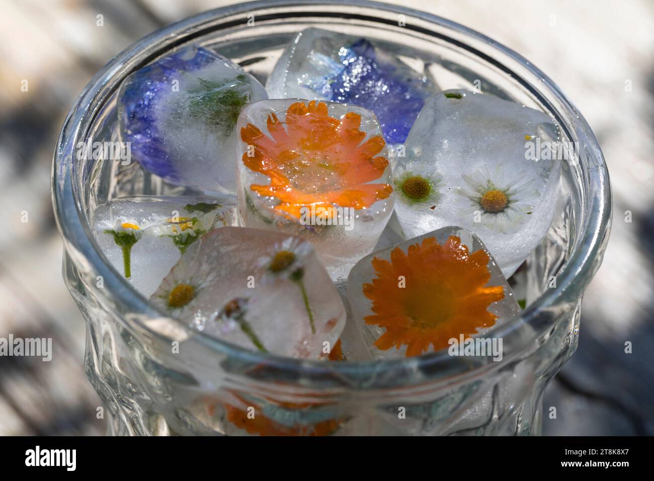 selbstgemachte Eiswürfel aus Frühlingskräutern und Blumen in einem Glas Wasser Stockfoto