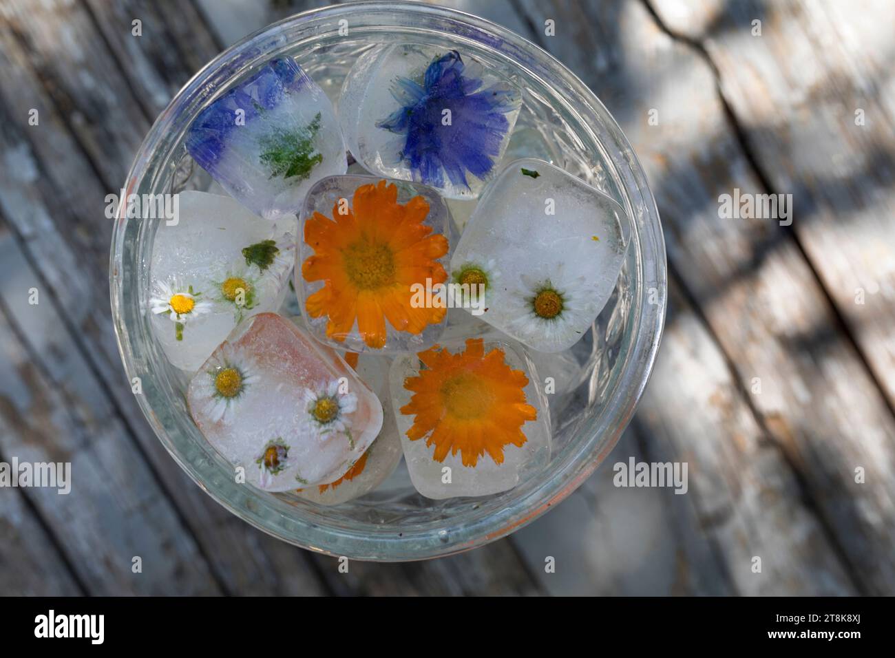 selbstgemachte Eiswürfel aus Frühlingskräutern und Blumen in einem Glas Wasser Stockfoto
