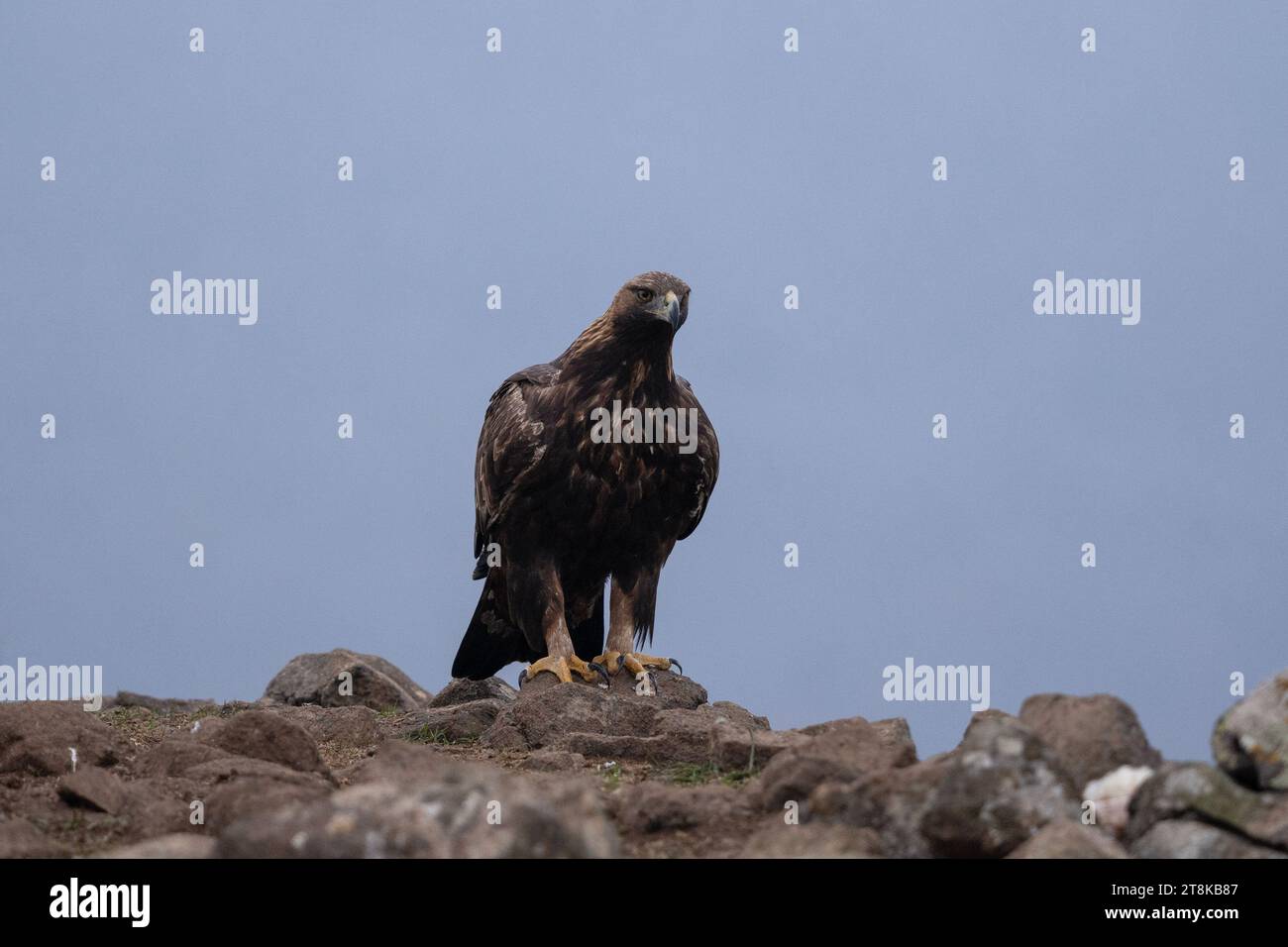 Goldener Adler in den Rhodopen. Aquila Chrysaetos in den rockies Mountains im Winter. König des Himmels entspannt sich auf dem Stein... Stockfoto