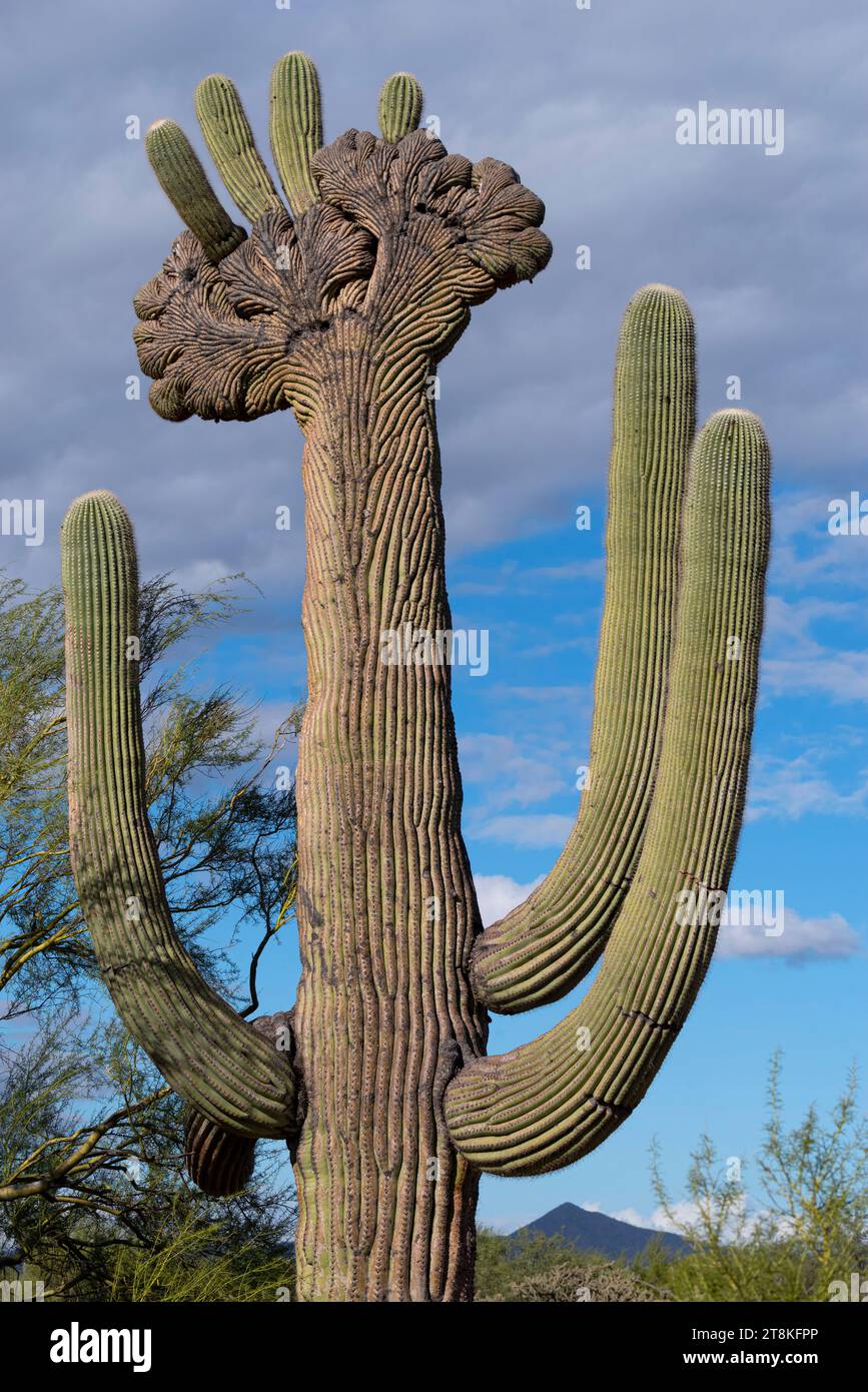 "Hawk on Crest", Saguaro mit Wappen, Pinal County, Arizona Stockfoto