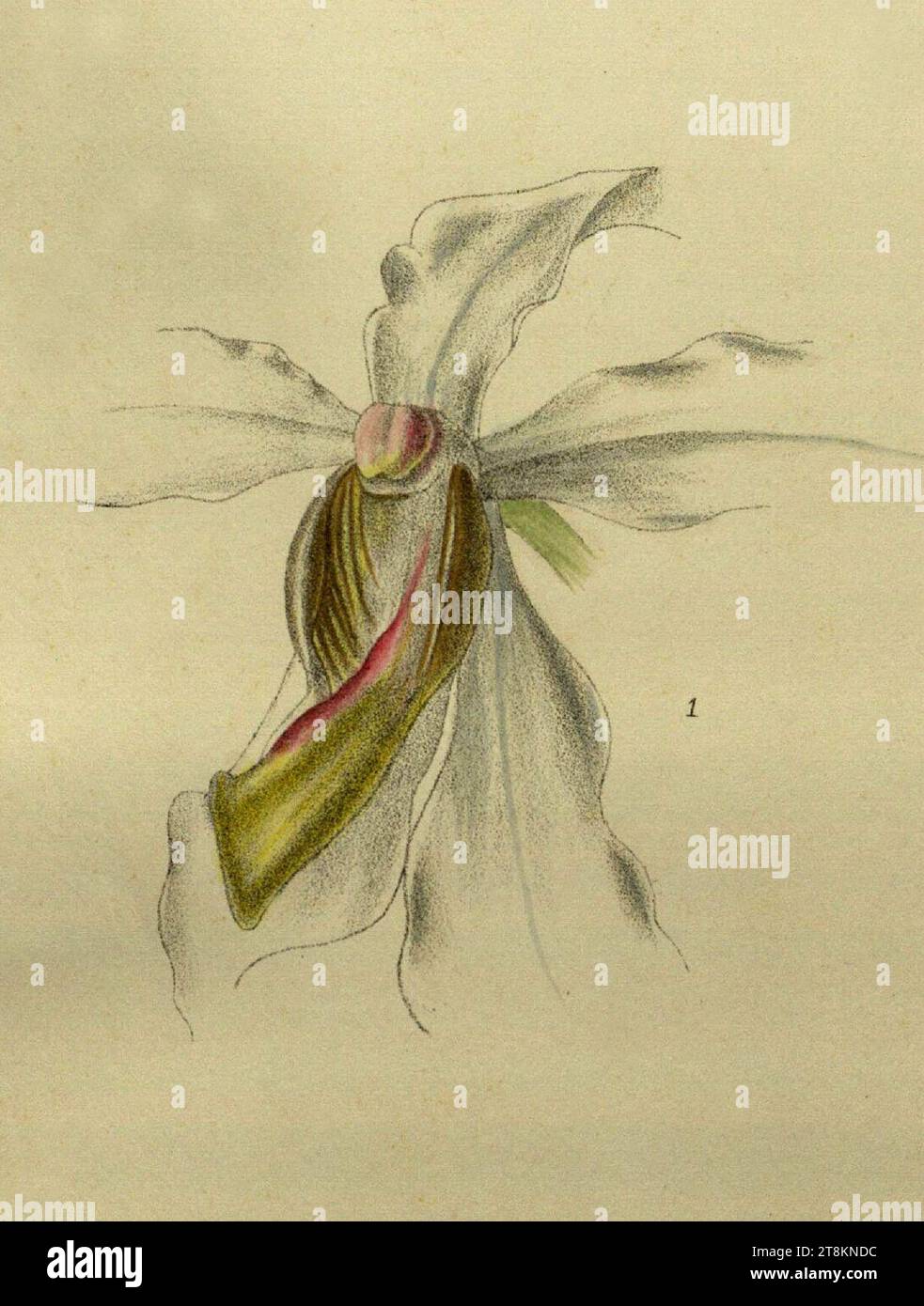 Vandopsis undulata (als Stauropsis undulatus) - die Orchideen des Sikkim-Himalaya pl 275 (1898) - geerntet. Stockfoto