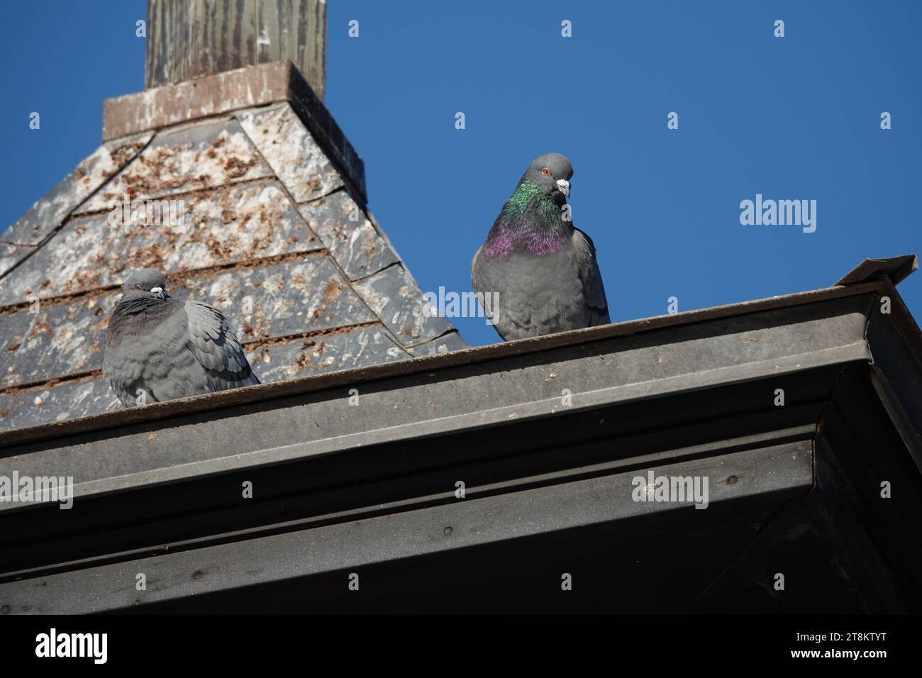 Zwei Tauben sitzen auf einem grauen Dach vor einem blauen Himmel Stockfoto