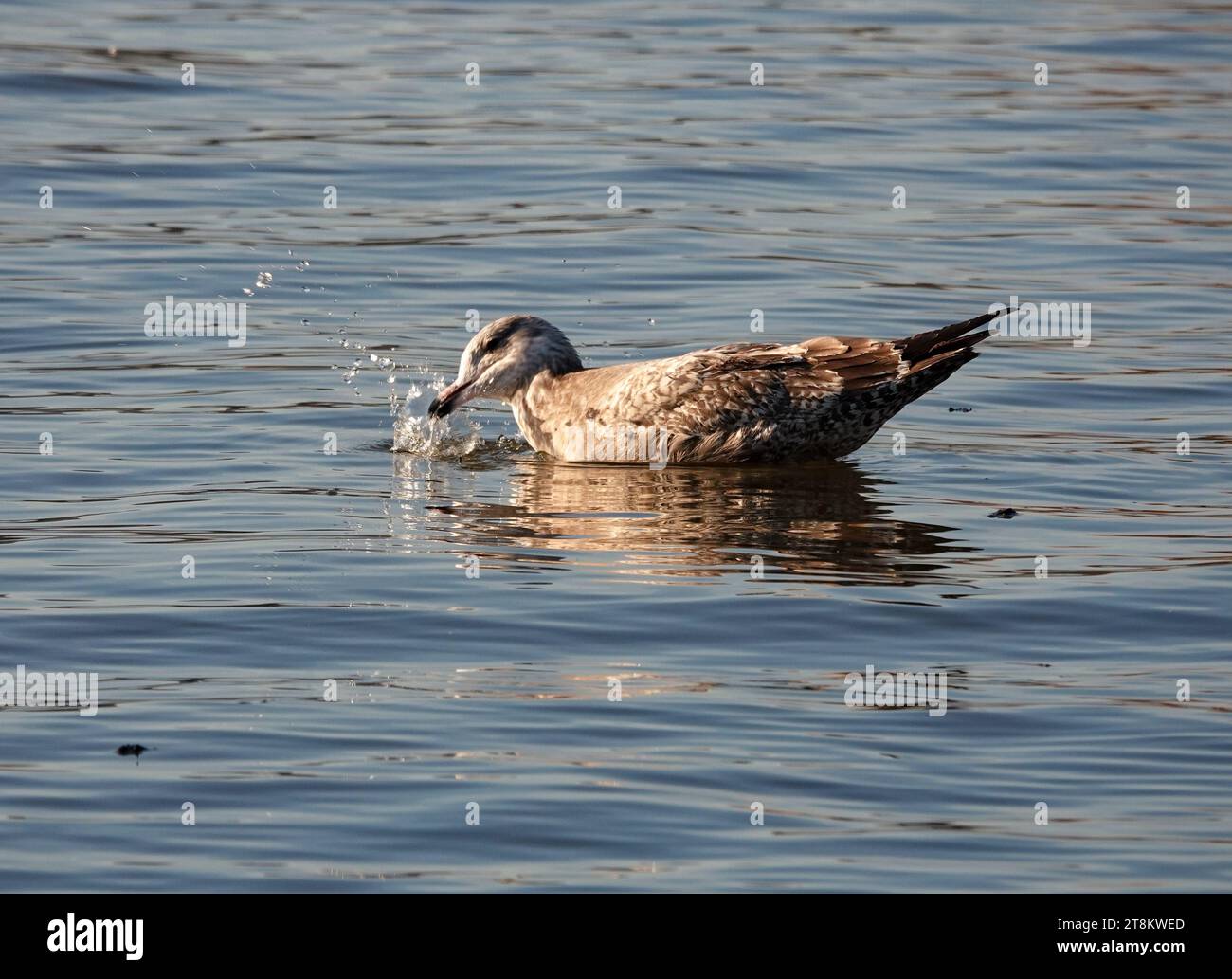 Möwen schwimmen, mit ihrem Schnabel im Wasser planschen Stockfoto