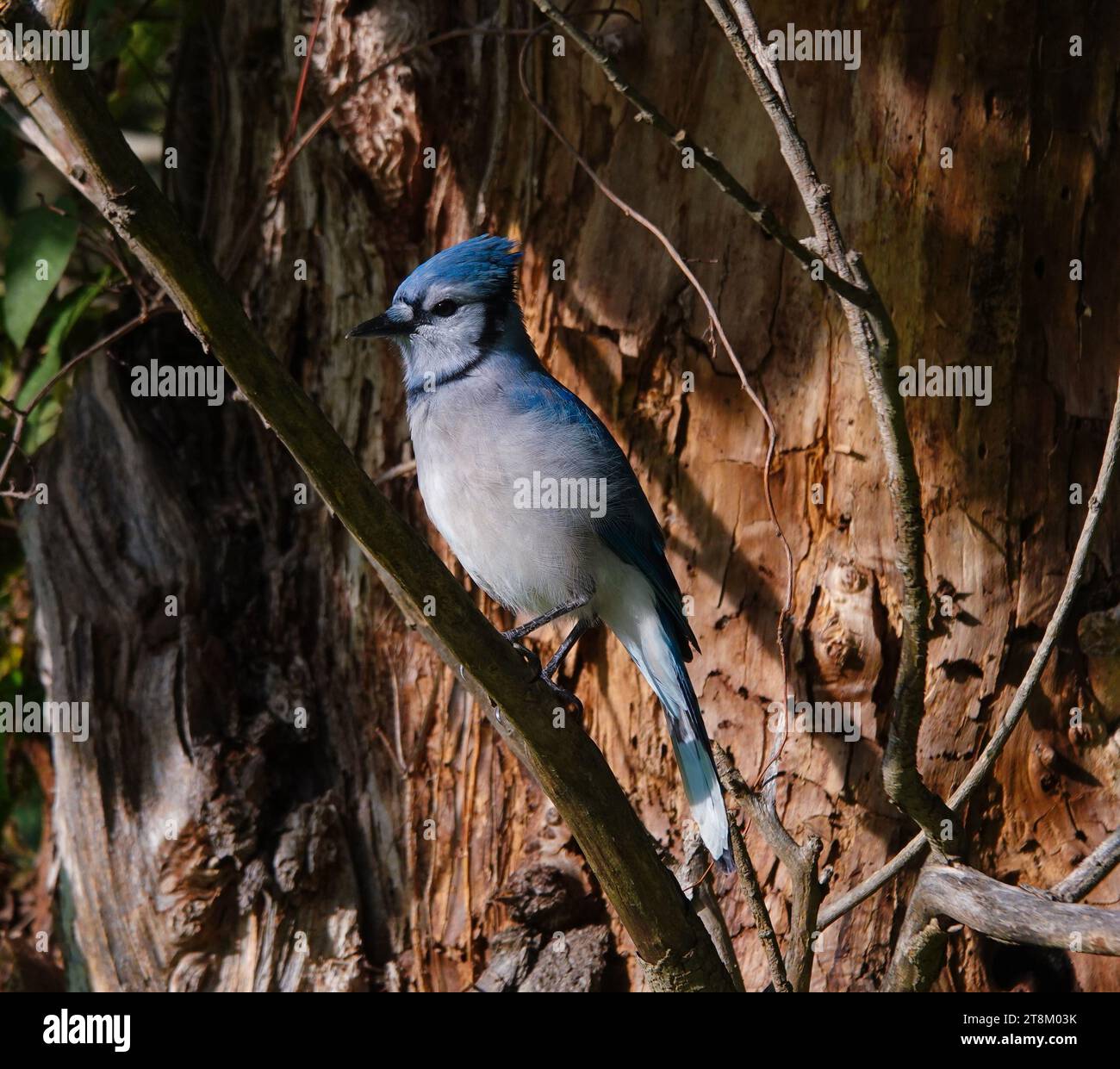 Ein blauer jay, der auf einem kleinen Ast gegen einen rötlichen Baumstamm thront Stockfoto