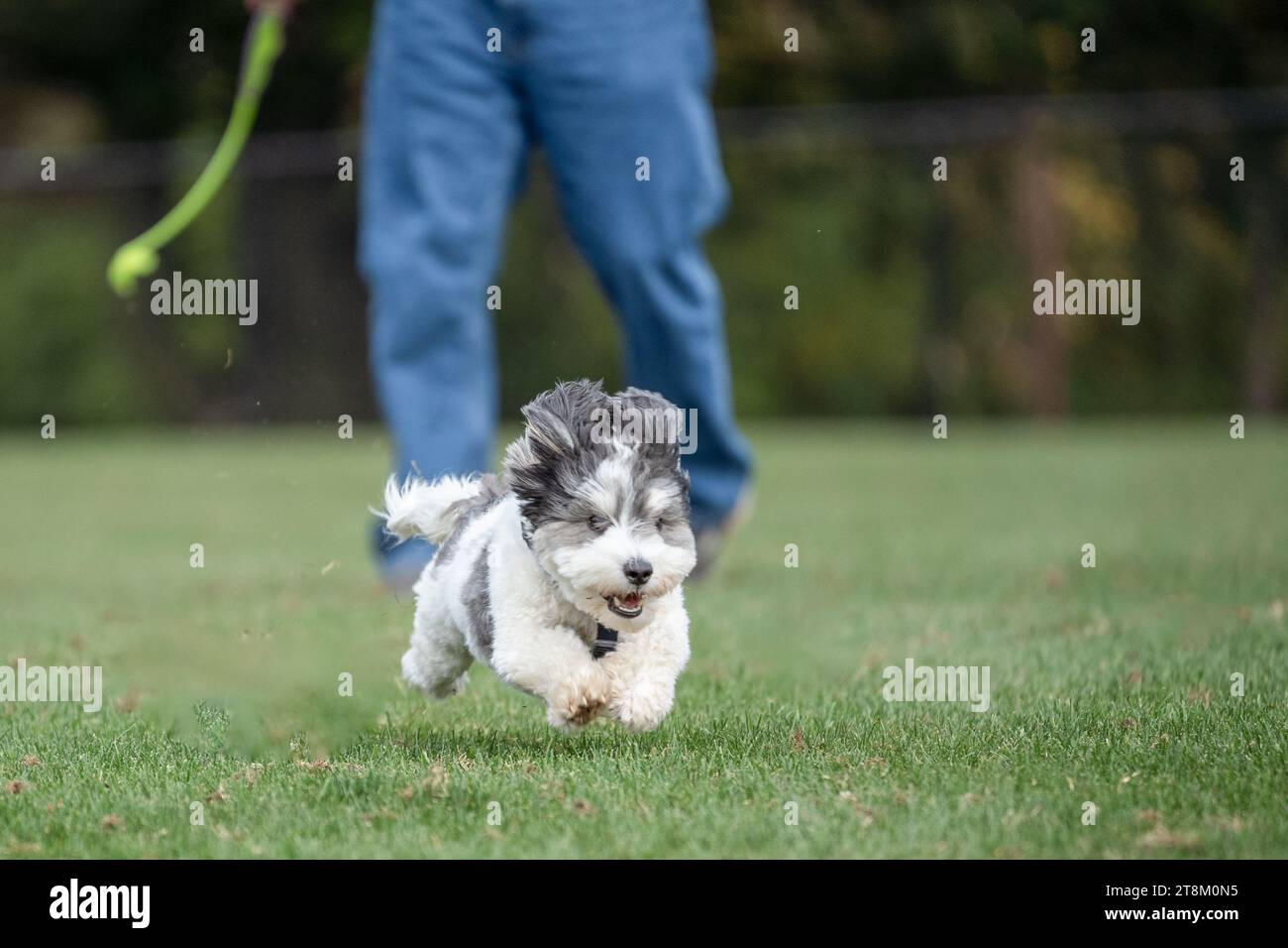 Happy Little Black and White Havanese Hündchen spielt holen. Stockfoto