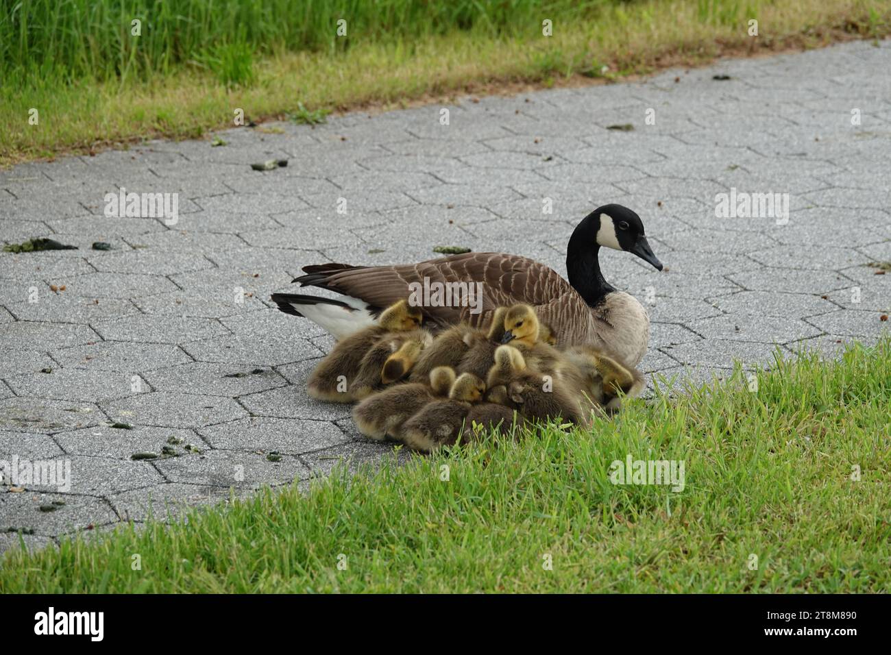 Eine kanadische Gans und ihre Gänse sitzen auf einem Bürgersteig neben einem grünen Rasen Stockfoto