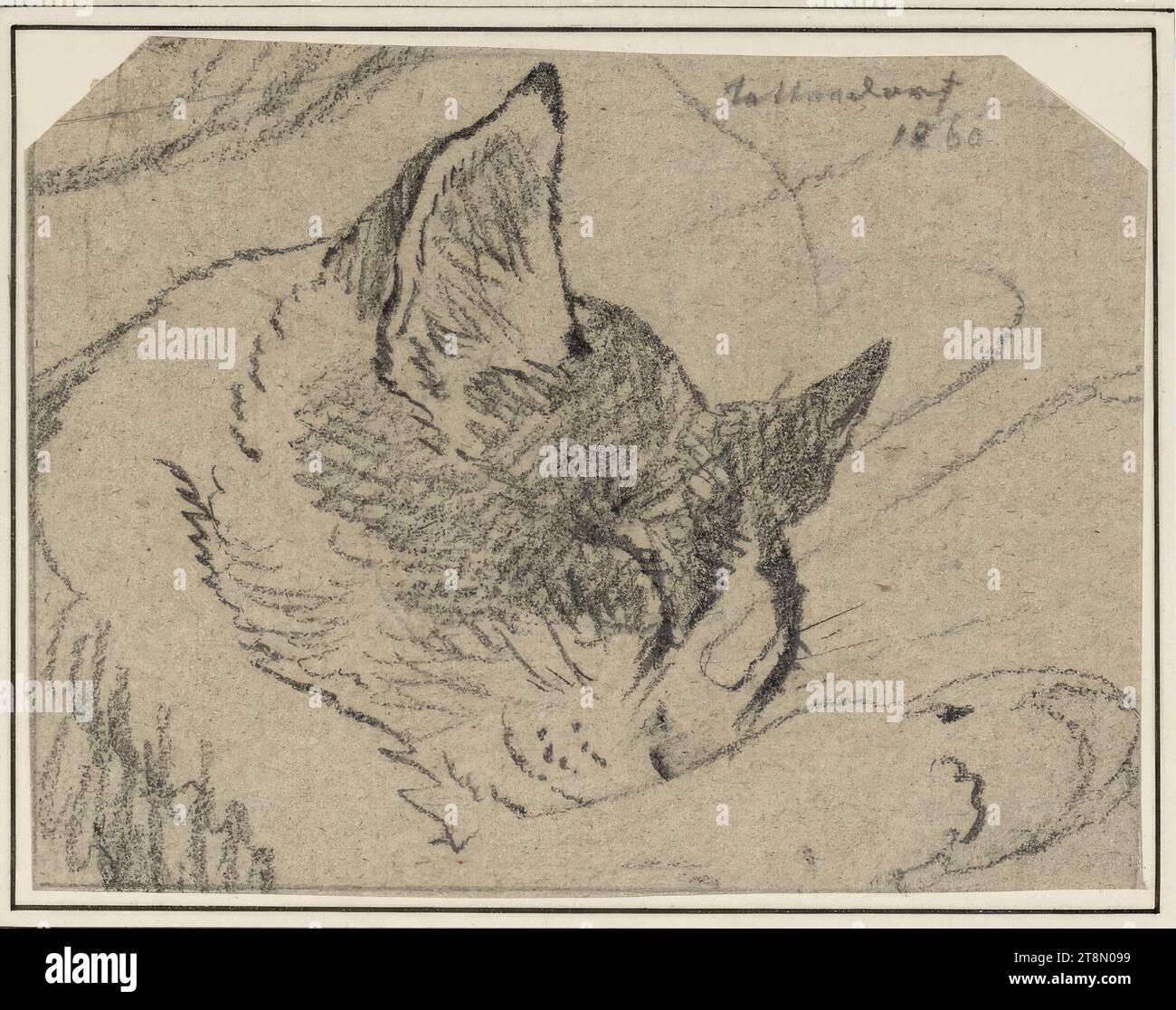 Katzenkopf mit Seitenpfoten, gezeichnet in Tattendorf, Carl Pischinger (Niederhollabrunn-Streitdorf 1823 - 1886 Liezen), 1860, Zeichnung, Bleistift, Blatt: 10 x 13,1 cm, r.o. 'Tattendorf, 1860 Stockfoto