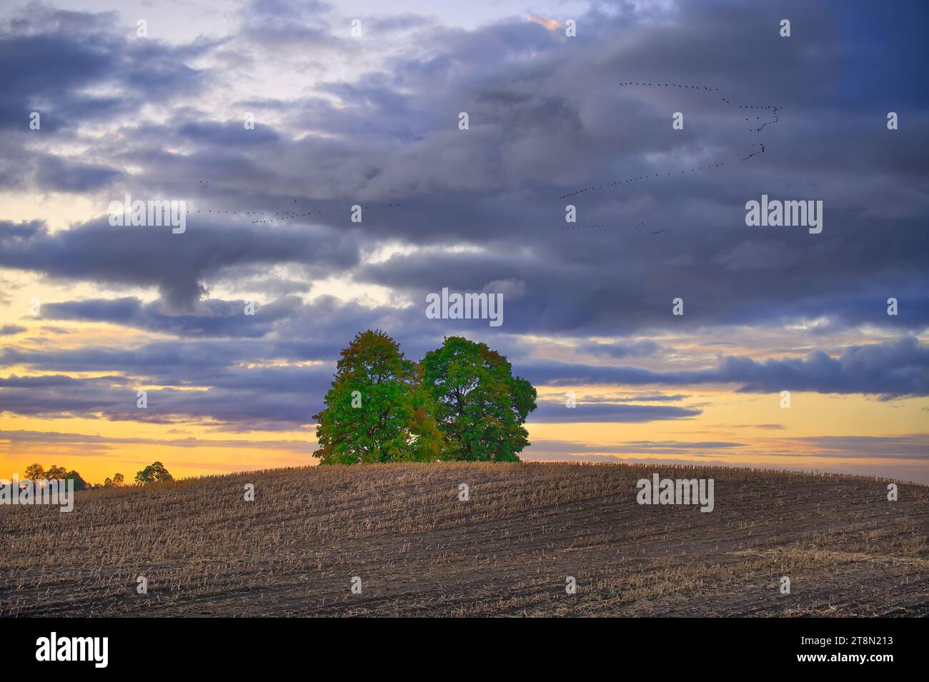 Die Sonne untergeht auf diesem ruhigen Blick auf die Landschaft mit Bäumen im Hintergrund, die einen orange-rosa Farbton über alles werfen, während es langsam vergeht Stockfoto