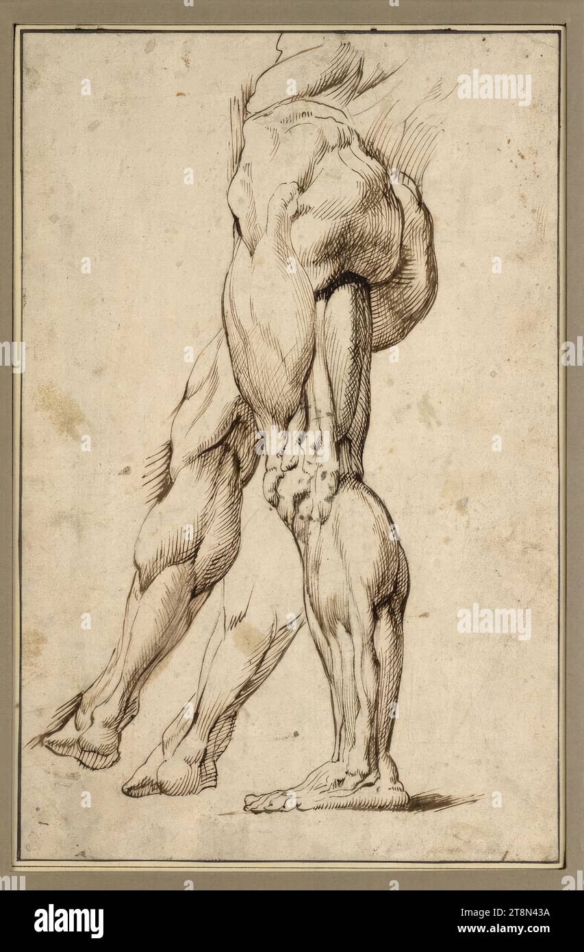 Anatomische Beinstudien, Zeichnung, brauner Stift, über schwarzer Kreide, 27,5 x 17,9 cm, l.l. Herzog Albert von Sachsen-Teschen, l.u. Schriftzug unleserlich; unten: 'Rubens Stockfoto