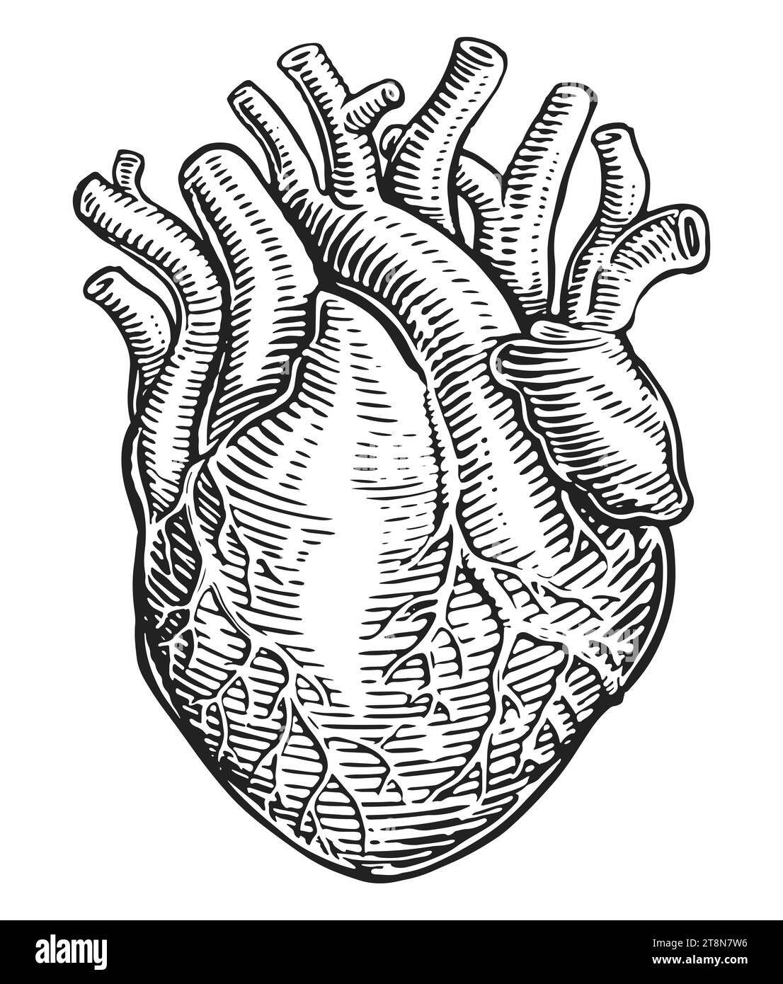 Handgezeichnete menschliche Herzmuskulatur und Blutgefäße im Vintage-Gravurstil. Anatomie, Skizzendarstellung Stockfoto