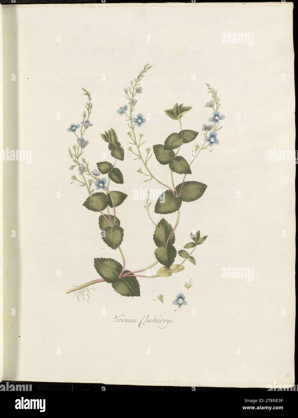 Veronica chamaedrys - Pl0001 - FloraBatava-KB-v01. Stockfoto