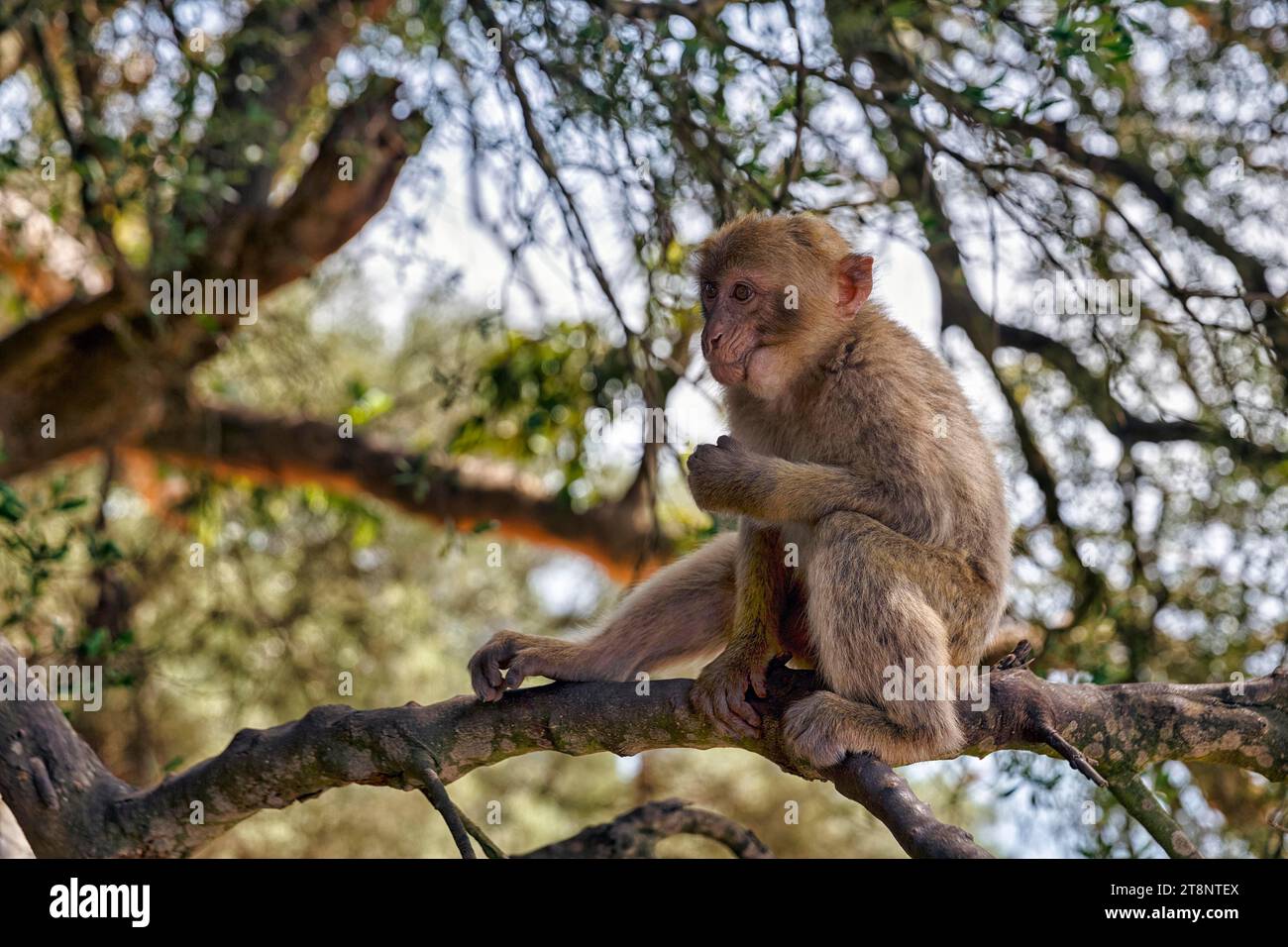 Berbermakaken (Macaca sylvanus), Magot sitzend auf einem Baum, frei lebendig, Upper Rock Nature Reserve, Rock of Gibraltar, Gibraltar Stockfoto