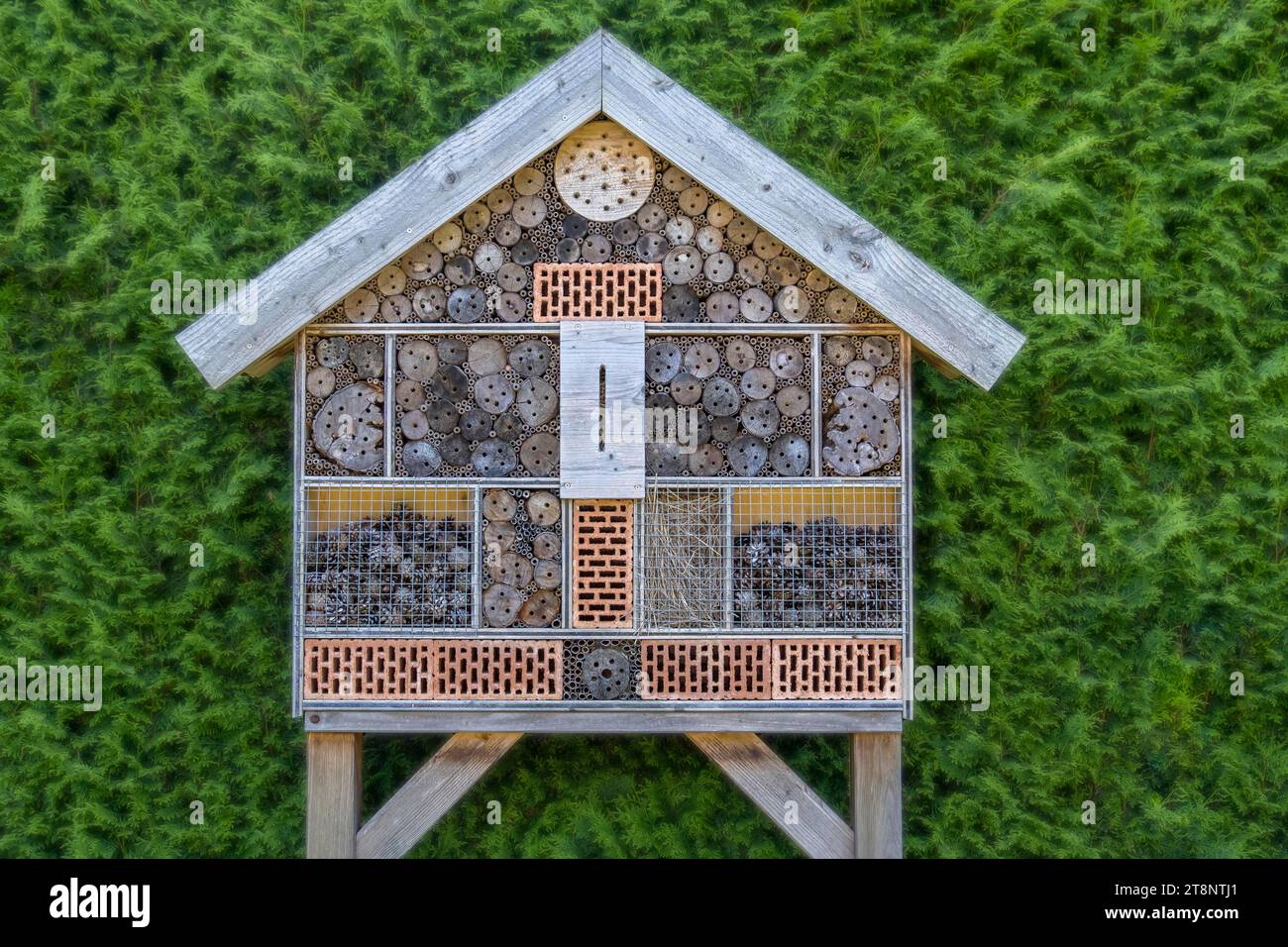 Insektenhotel vor einer (Thuja-)Hecke, Nordrhein-Westfalen, Deutschland Stockfoto