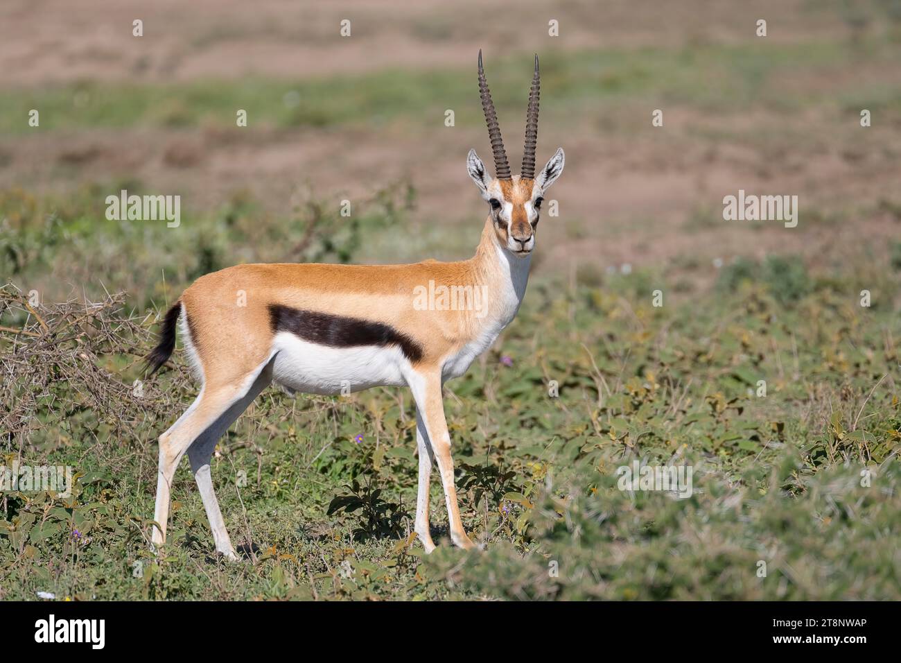 Serengeti thomson's Gazelle (Eudorcas nasalis), Bock, männlich, Augenkontakt, Ndutu Conservation Area, Tansania Stockfoto