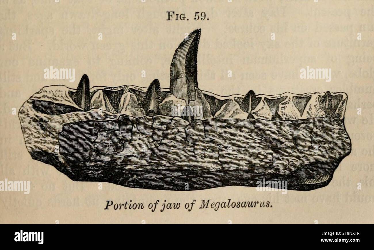 Spuren 11 Abb. 59 Megalosaurus. Stockfoto