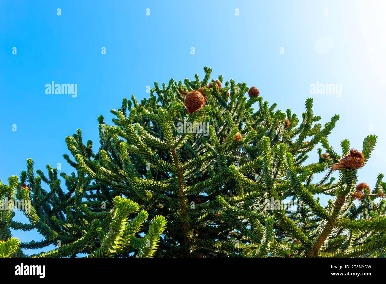 Schöne Schlangenkiefer oder Affenbaum mit Kegel (Araucaria araucana) gegen blauen klaren Himmel an einem sonnigen Sommertag in Lugano, Tessin, Schweiz Stockfoto