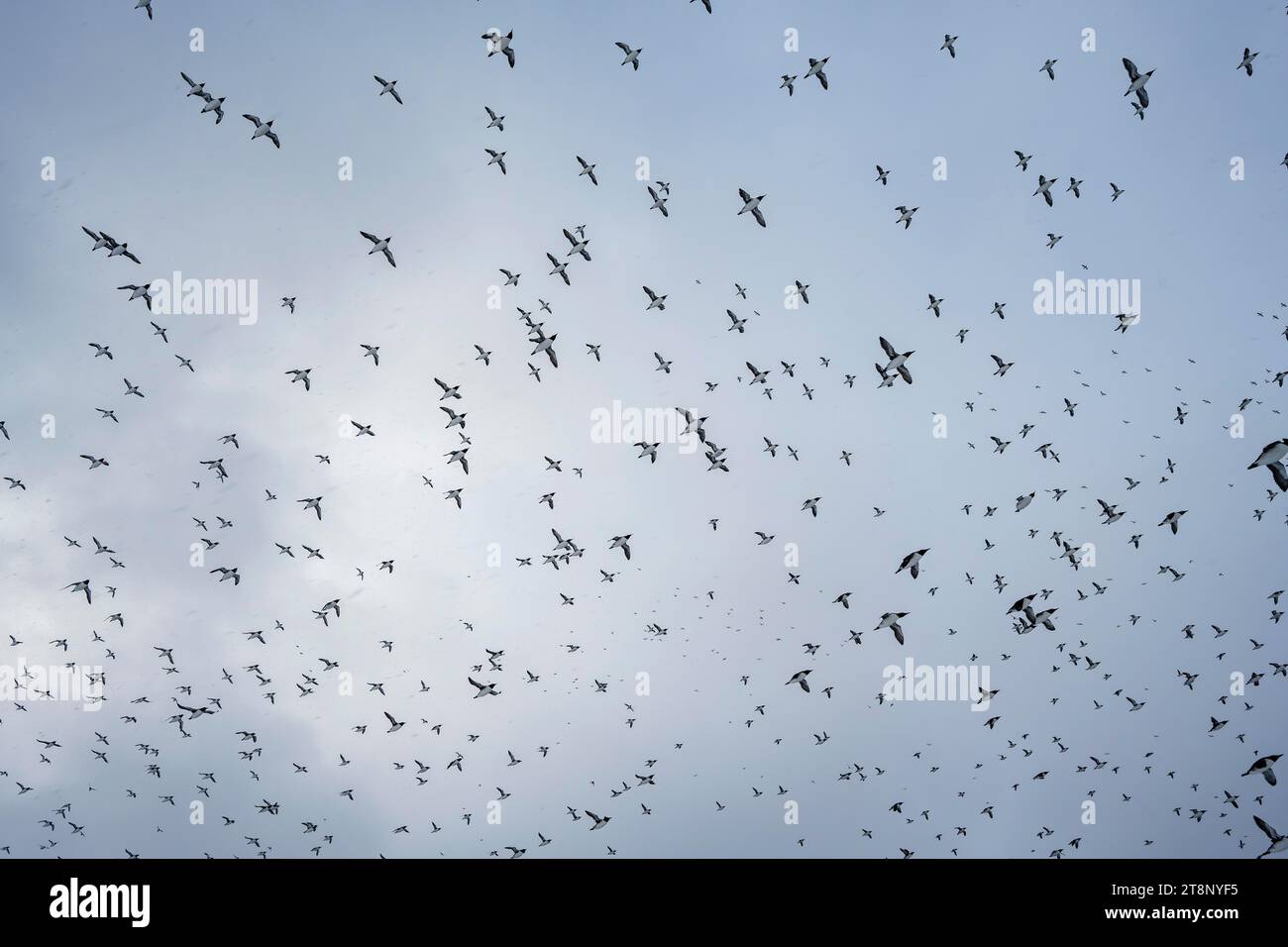 Vogelherde, gemeine Guillemoten (Uria aalge) im Flug, Insel Hornoya, Hornoya, Vardo, Halbinsel Varanger, Troms og Finnmark, Norwegen Stockfoto
