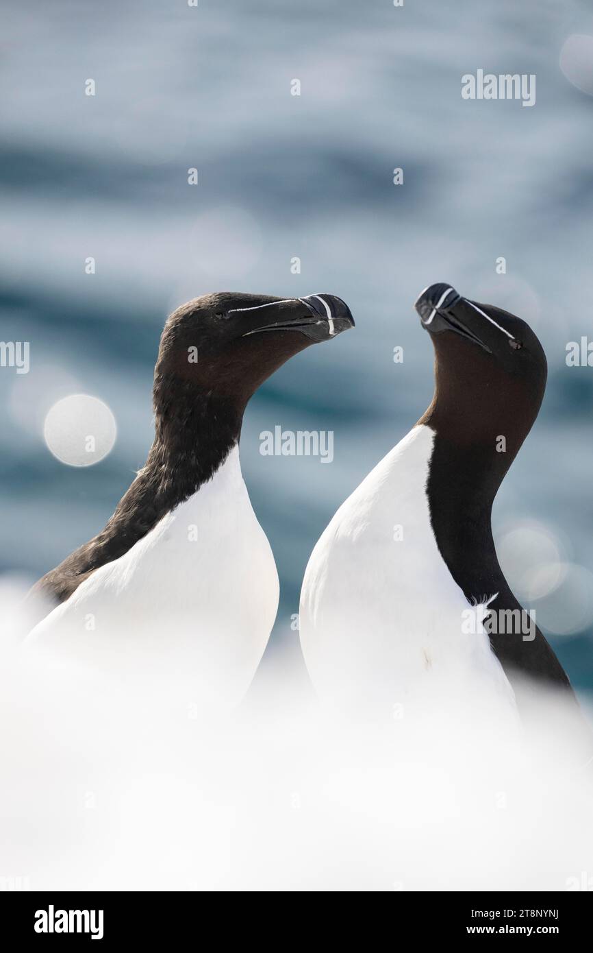 Zwei Rauschvögel (ALCA torda) im Schnee, Hornoya Island, Hornoya, Vardo, Varanger Halbinsel, Troms og Finnmark, Norwegen Stockfoto