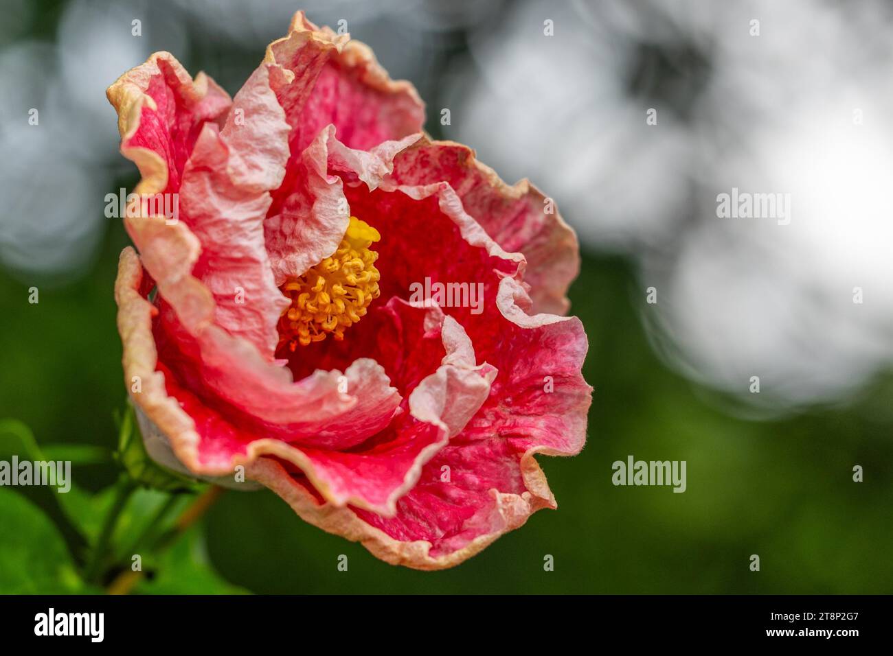(Hibiscus), Malvales (Malvaceae), Valle de Cauca, Kolumbien Stockfoto
