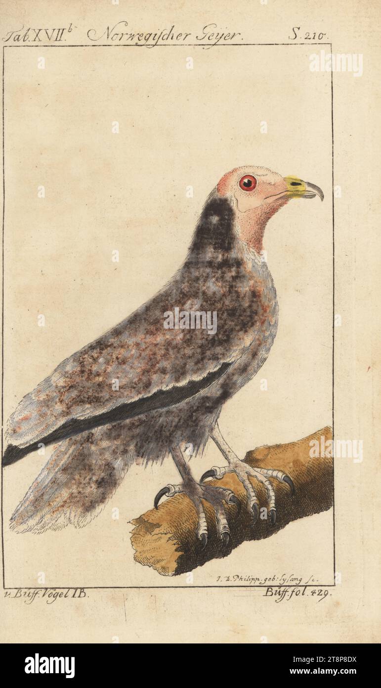 Ägyptischer Geier, Neophron percnopterus. Gefährdet. Norwegischer geyer, le petit vautour, weißlicher Geier, Vultur leucocephalus, Vultur albicans. Handkolorierter Kupferstich von Johanna Dorothea Philippin nach einer Illustration von Francois-Nicolas Martinet aus Friedrich Heinrich Wilhelm Martinis Ausgabe von Comte de Buffons Naturgeschichte der Vogel, Naturgeschichte der Vögel, Ben Joachim Pauli, Berlin, 1772. Stockfoto