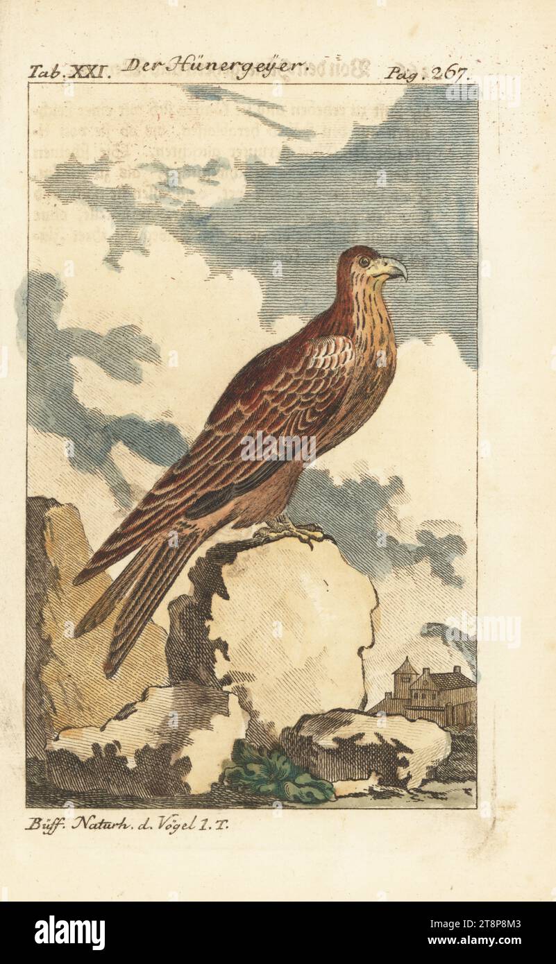 Roter Drachen, Milvus milvus. Der Hunergeyer, Drachen, milan Royal. Handkolorierter Kupferstich nach einer Illustration von Francois-Nicolas Martinet aus Friedrich Heinrich Wilhelm Martinis Ausgabe von Comte de Buffons Naturgeschichte der Vogel, Naturgeschichte der Vögel, Ben Joachim Pauli, Berlin, 1772. Stockfoto