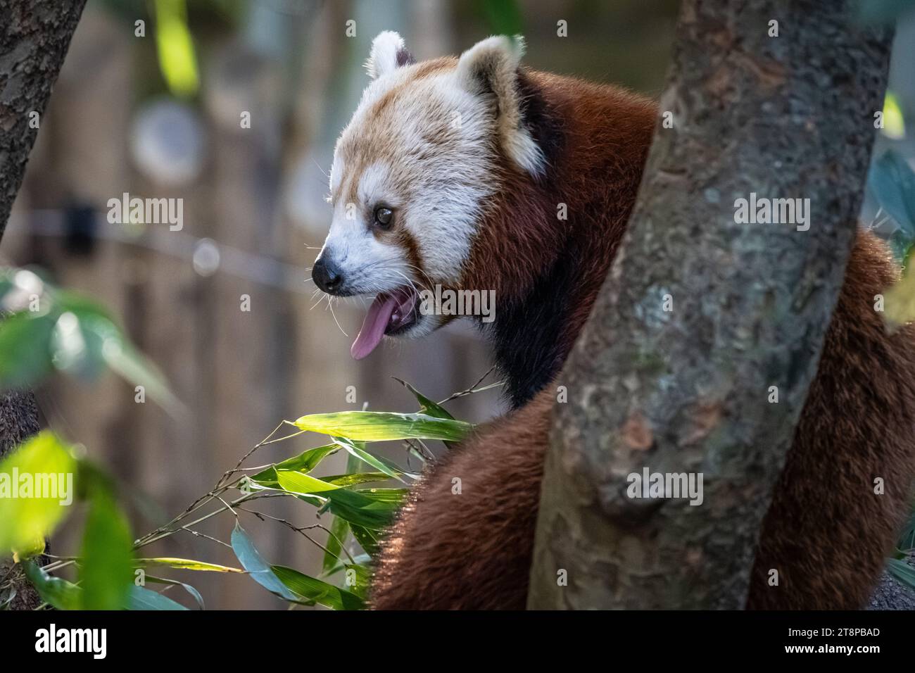 Red Panda (Ailurus fulgens refulgens) in einem Baum im Zoo Atlanta in der Nähe der Innenstadt von Atlanta, Georgia. (USA) Stockfoto