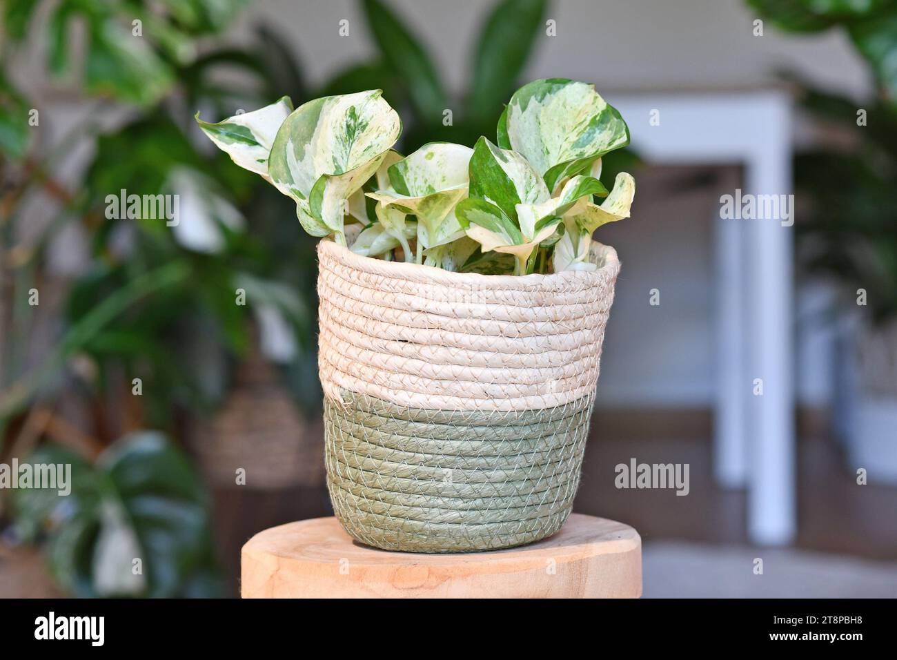 Kleine Pothos-Zimmerpflanze "Epipremnum Aureum Manjula" im Korb Blumentopf auf dem Tisch Stockfoto