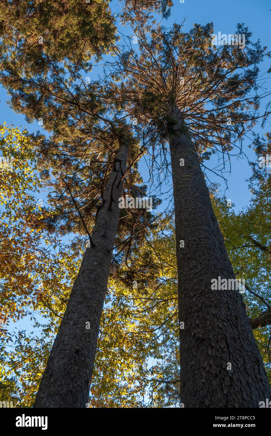 Üppige Walddecke in den Great Smoky Mountains, North Carolina Stockfoto