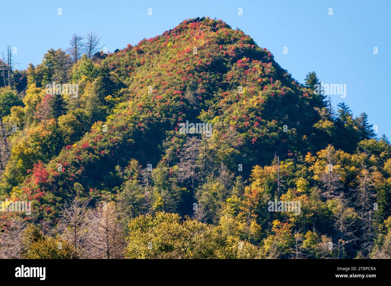 Great Smoky Mountains National Park in North Carolina Stockfoto