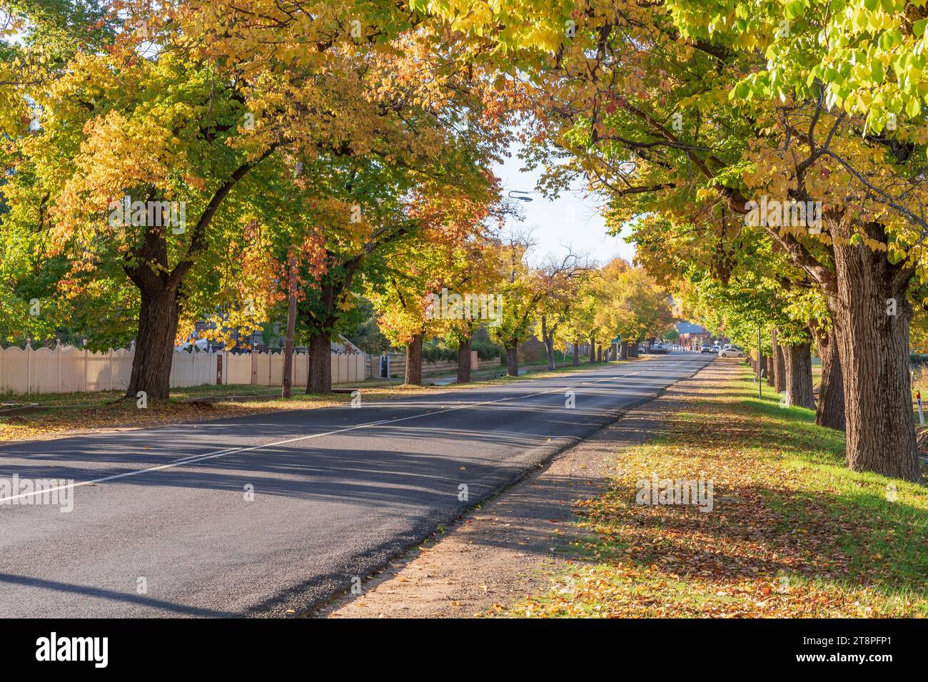 Eine lange, gerade Straße in Maldon im Zentrum von Victoria, Australien, gesäumt von Ulmen in Herbstfarben. Stockfoto