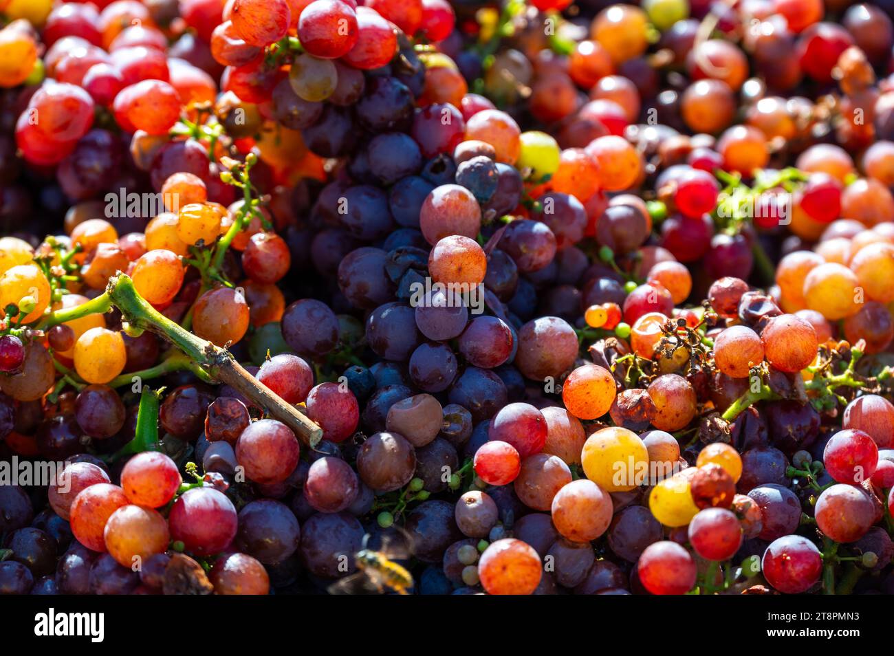 Frisch geerntete Weintraube in einem Kasten in der Nähe des Weinbergs, Region Südmähren, Tschechische Republik Stockfoto