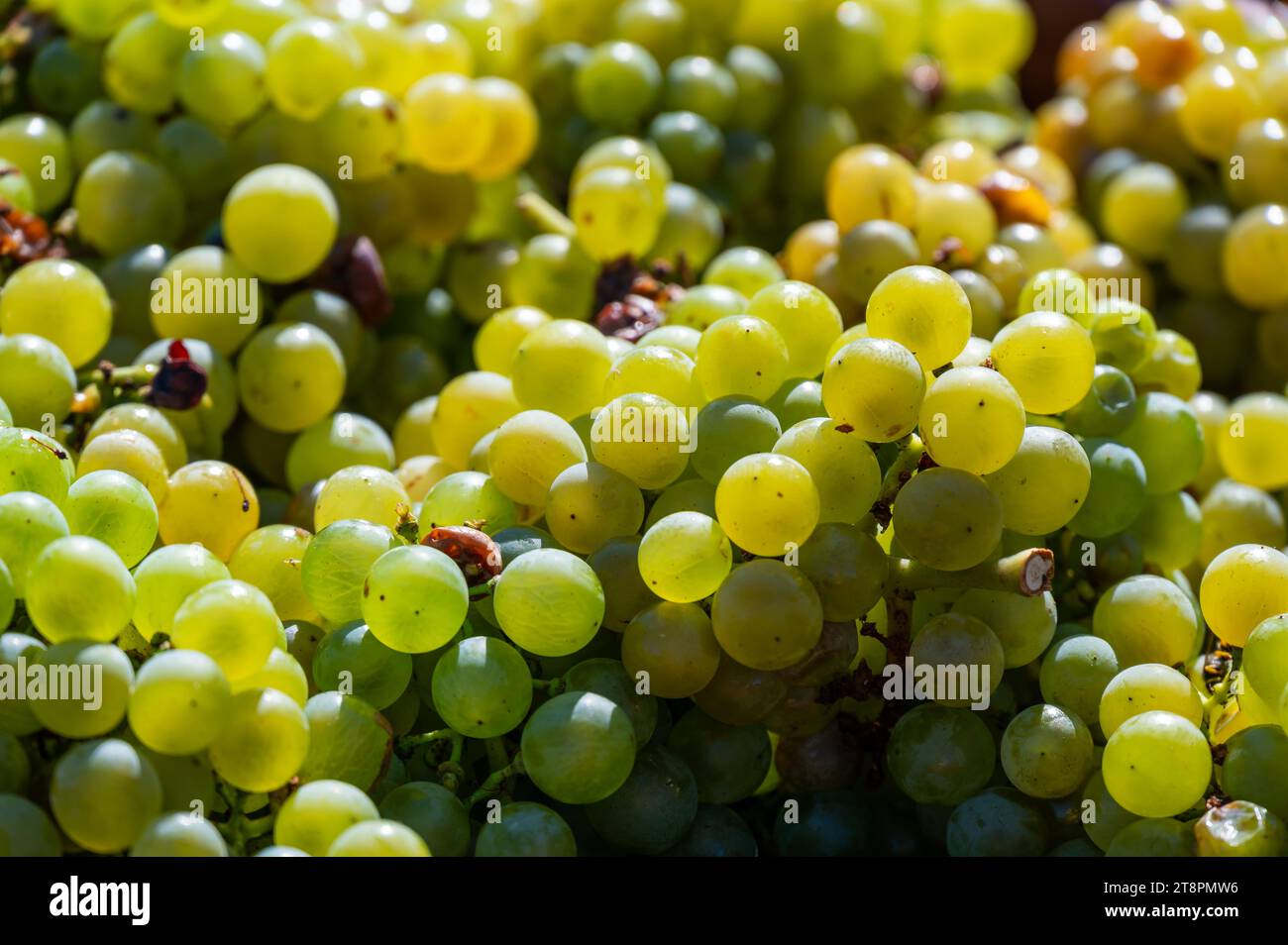 Frisch geerntete Weintraube in einem Kasten in der Nähe des Weinbergs, Region Südmähren, Tschechische Republik Stockfoto