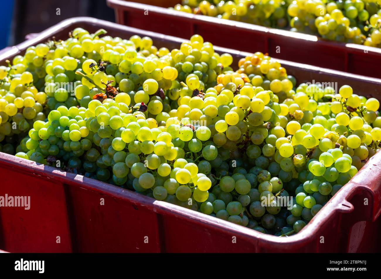 Frisch geerntete Weintraube in einem Kasten in der Nähe des Weinbergs, Region Südmähren, Tschechische Republik Stockfoto