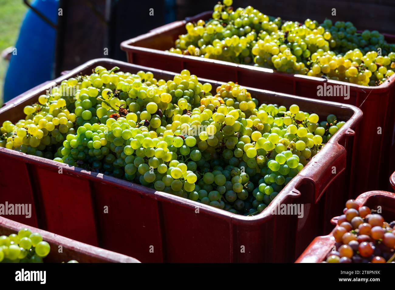 Frisch geerntete Weintraube in einem Kasten in der Nähe des Weinbergs, Region Südmähren, Tschechische Republik Stockfoto