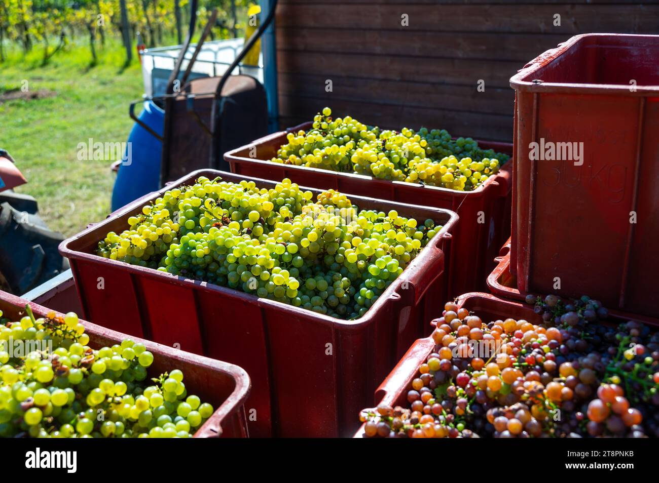 Frisch geerntete Weintraube in einem Kasten in der Nähe des Weinbergs, Region Südmähren, Tschechische Republik Stockfoto