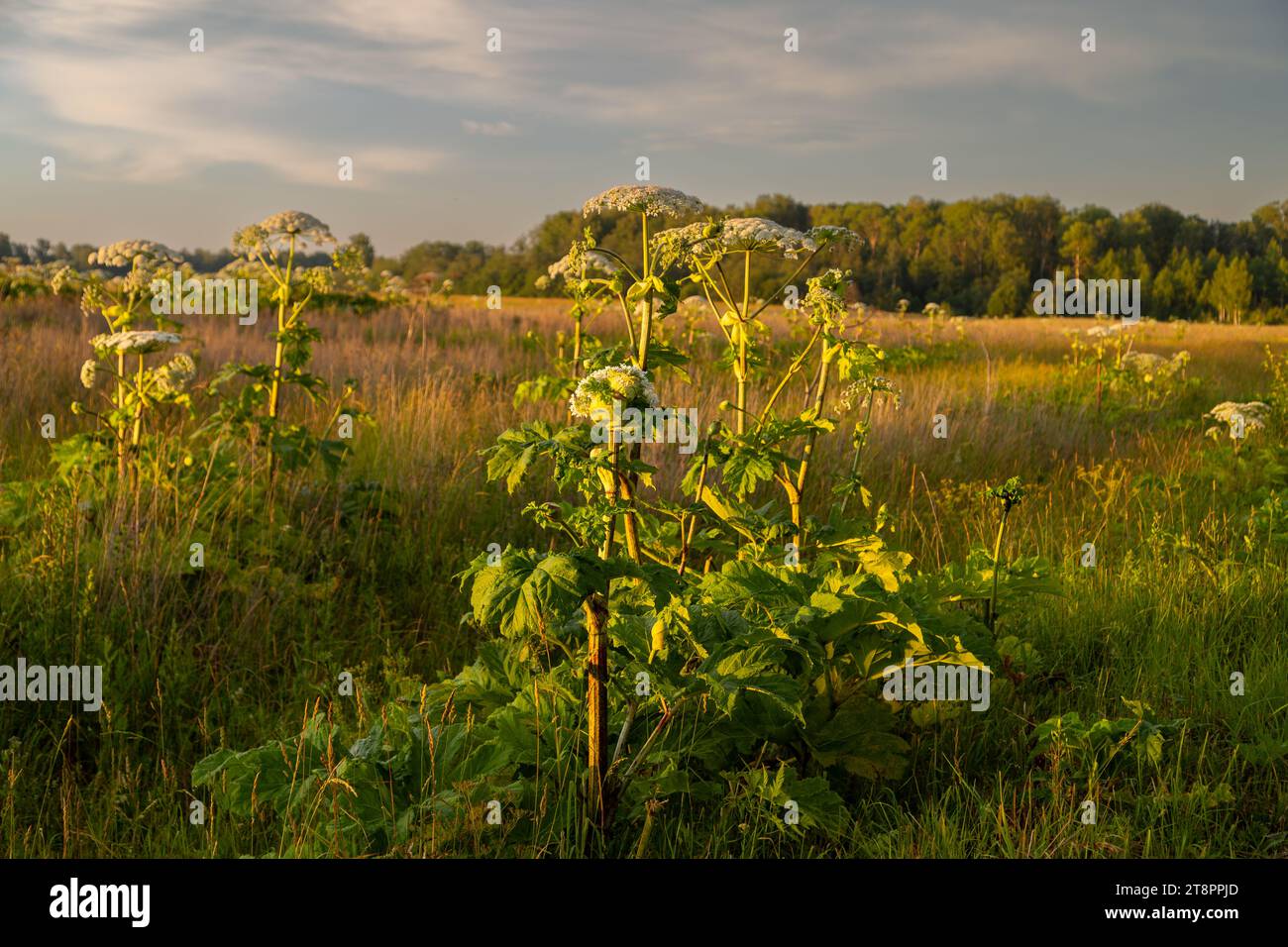 Sosnowskys Hogweed Heracleum sosnowskyi gefährliche invasive Pflanze Stockfoto