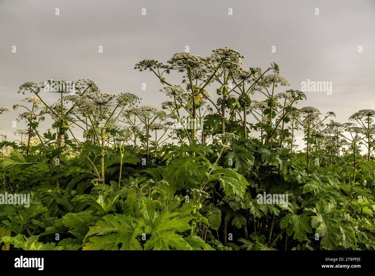 Sosnowskys Hogweed Heracleum sosnowskyi gefährliche invasive Pflanze Stockfoto