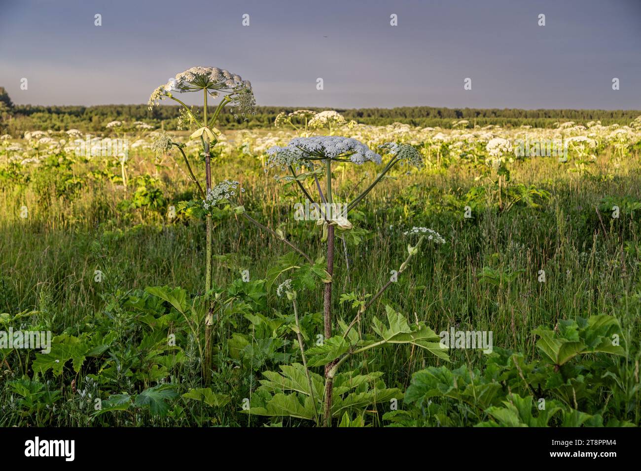 Sosnowskys Hogweed Heracleum sosnowskyi gefährliche invasive Pflanze Stockfoto