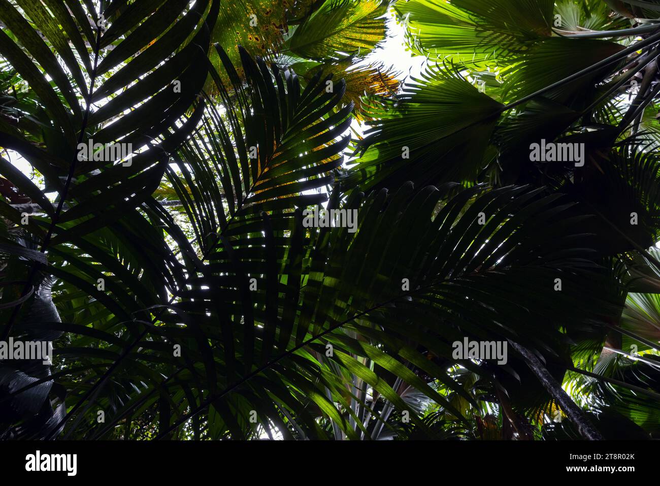 Natürlicher tropischer Hintergrund mit tiefgrünen Palmblättern. Vallee de Mai, Insel Praslin, Seychellen Stockfoto