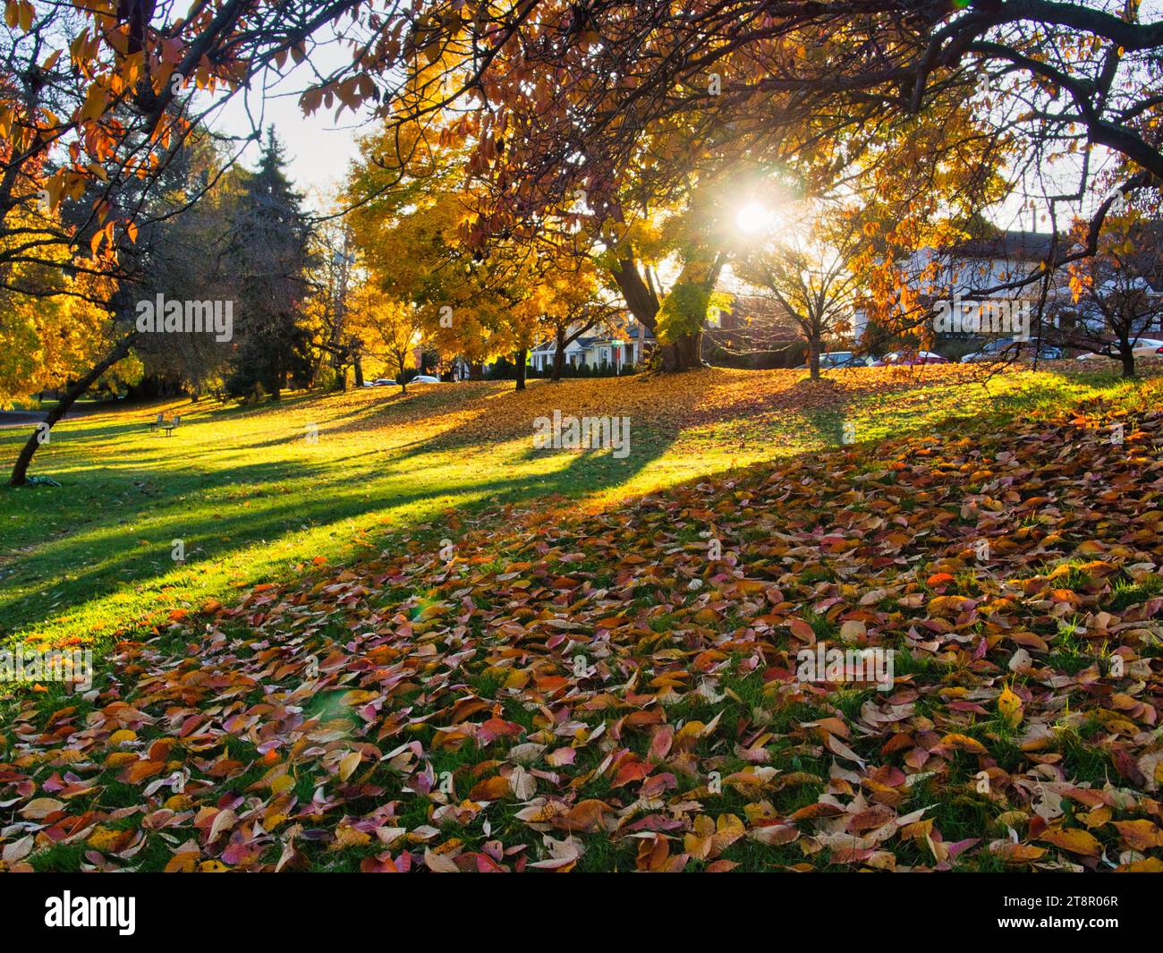 Wunderschönes Herbstlaub im Stadtpark mit gefallenen Blättern auf grünem Gras im Green Lake Park in Seattle in der Nähe eines Wohnviertels. Stockfoto