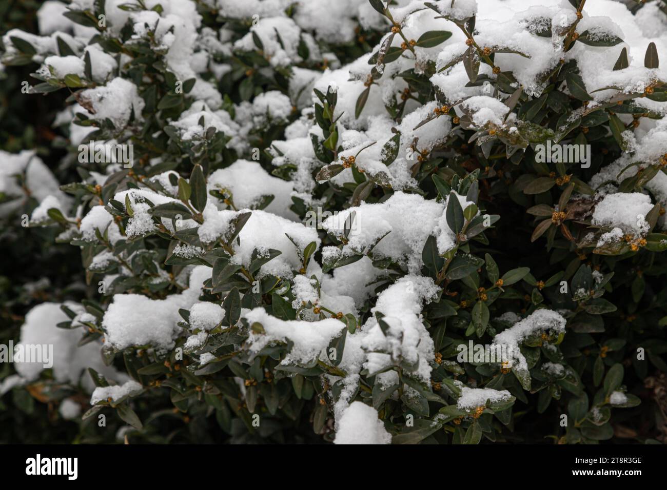 Pflanzen Sie mit grünen Blättern unter dem Schnee vor einem Hintergrund mit Schnee. Hintergrund. Stockfoto