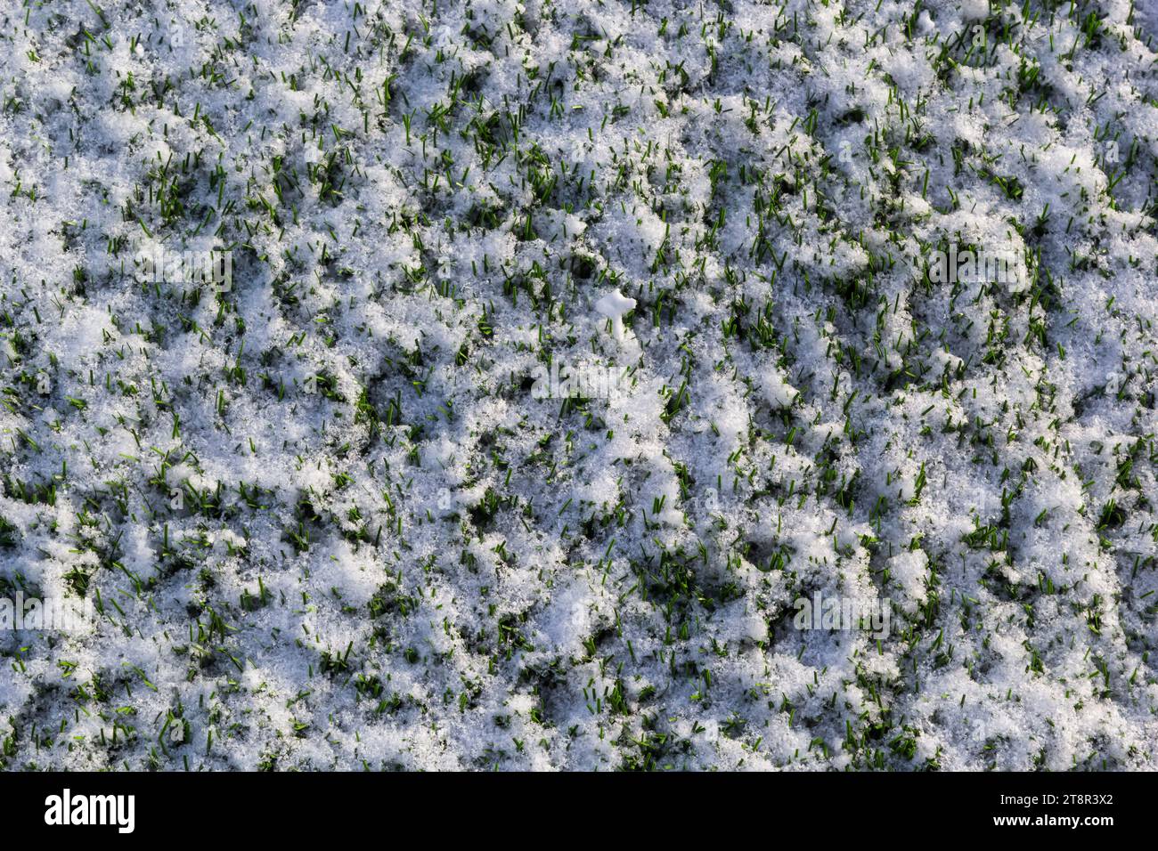 Das Fußballfeld mit Kunstrasen ist mit einer leichten Schneeschicht bedeckt. Frühling. Grünes Gras auf dem Fußballfeld ist von zu sehen Stockfoto
