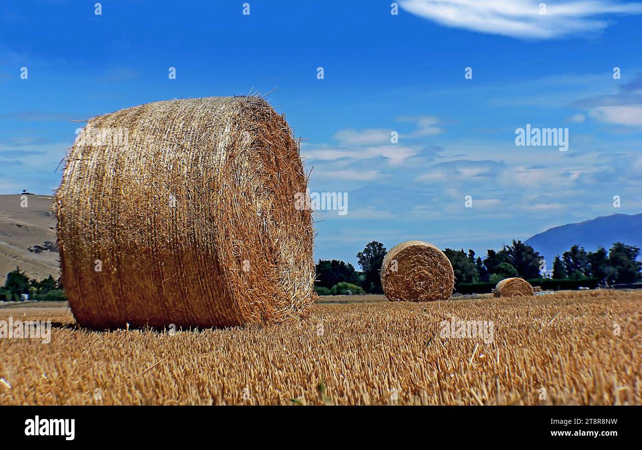 Bei großen runden Heuballen wählen Landwirte, die große Mengen Heu herstellen müssen, wahrscheinlich Ballenpressen, die viel größere Ballen produzieren, wodurch die Menge an Heu maximiert wird, das vor den Witterungseinflüssen geschützt ist. Große Ballen sind in zwei Ausführungen erhältlich: Rund und quadratisch. Große Quaderballen, die bis zu 1.000 kg (2.200 lb) wiegen können, können gestapelt werden und sind einfacher auf Lkw zu transportieren. Große Rundballen, die normalerweise 300 bis 400 kg (660 bis 880 lb) wiegen, sind feuchtigkeitsresistenter und verpacken das Heu dichter (besonders in der Mitte). Rundballen werden mit mechanischer Ausrüstung schnell zugeführt Stockfoto