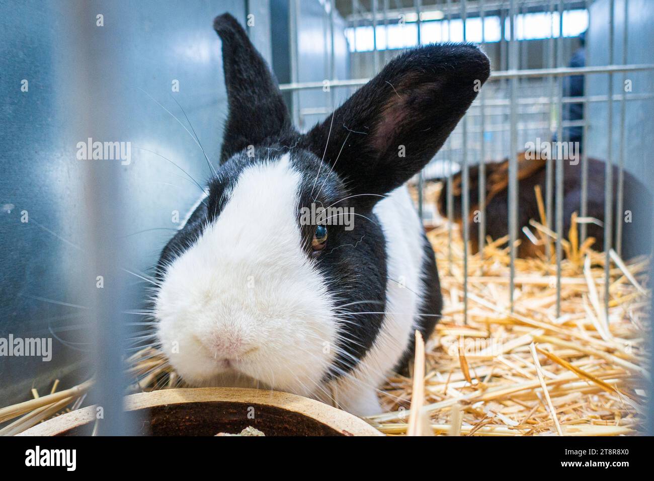 Niederländisches Schwarzes Kaninchen bei der Nationalen Ausstellung für landwirtschaftliche Nutztiere Tierzucht 2023 in Lysa nad Labem, Mittelböhmische Region, Tschechische Republik, Nove Stockfoto