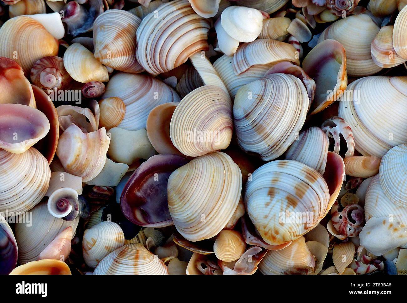 Shell Beach, Ein 'Shell Beach' ist ein Meeresstrand, an dem regelmäßig eine ungewöhnlich große Ansammlung von Muscheln gespült wird. Muscheln sind meist die toten leeren Muscheln von Meeresmuscheln, können aber auch Tests oder Muscheln anderer Arten von Meerestieren umfassen Stockfoto