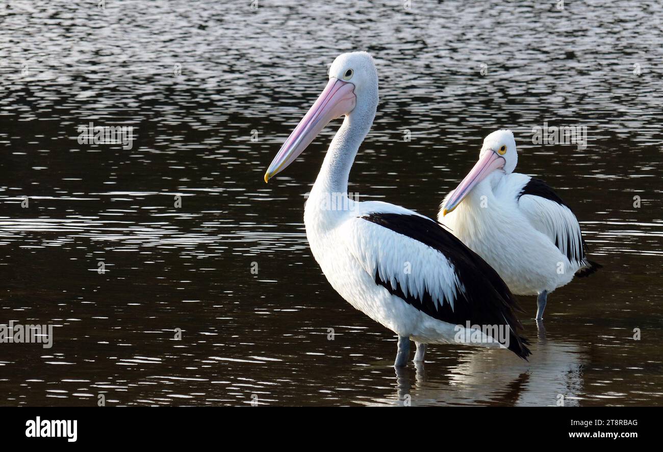 Der australische Pelikan (Pelecanus conspicillatus) ist ein großer Wasservogel der Familie Pelecanidae, der in den Binnengewässern Australiens und Neuguineas, auch in Fidschi, Teilen Indonesiens und als Vagrant in Neuseeland verbreitet ist. Es handelt sich um einen überwiegend weißen Vogel mit schwarzen Flügeln und einem rosafarbenen Schnabel. Es wurde berichtet, dass es die längste Schau eines lebenden Vogels hat. Er isst hauptsächlich Fisch, aber auch Vögel und Schrott Stockfoto