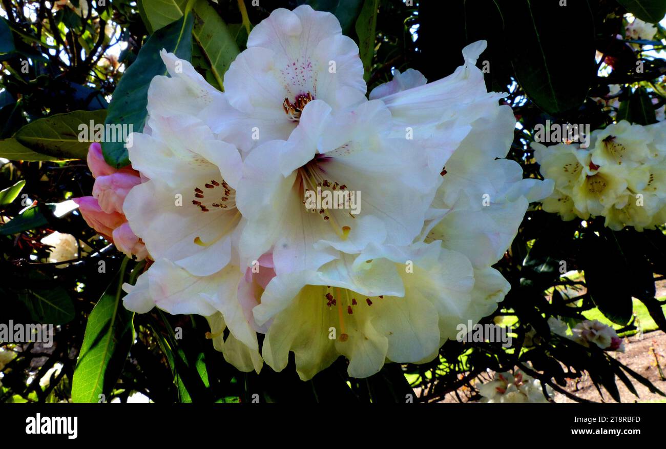 Grand Marquis. Rhododendron, große dunkelgrüne Blätter verstärken die großen, cremeweißen Blüten, während sie früh offen sind und ein kleines violettes Auge zeigen. Immergrün Stockfoto
