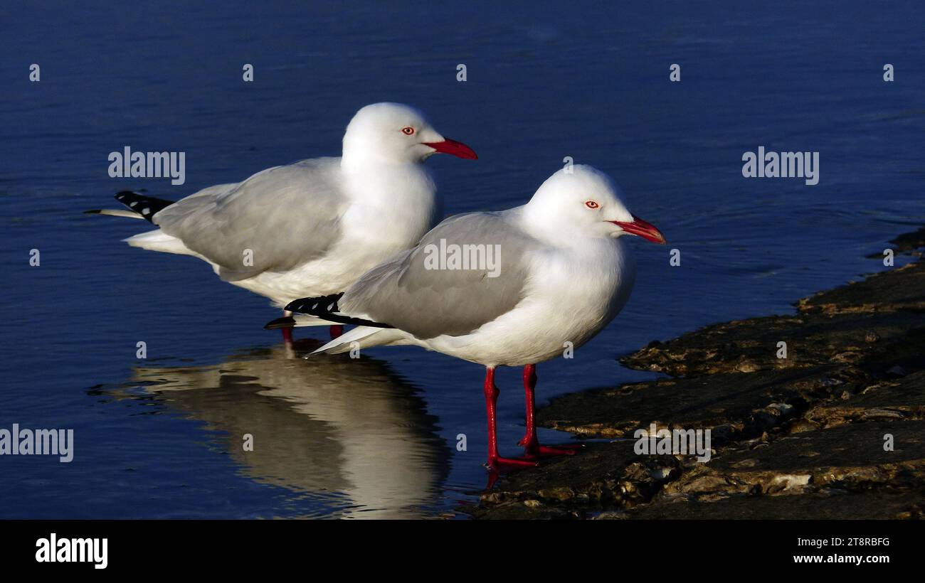 Die Silbermöwe. Australien (Chroicocephalus novaehollandiae), auch in Australien einfach als Möwe bekannt, ist die häufigste Möwe in Australien. Sie wurde auf dem gesamten Kontinent, insbesondere aber in oder in der Nähe von Küstengebieten, gefunden Stockfoto